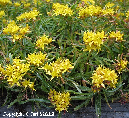 Mantsurianmaksaruoho - manchuriskt fetblad - Sedum kamtschaticum var. middendorffianum Mantsurianmaksaruoho - manchuriskt fetblad - Sedum kamtschaticum var. middendorffianum